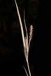 Water sedge